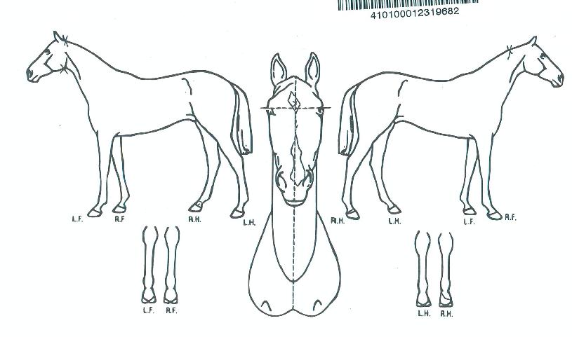 ½ºÄ«ÀÌÁ¦¿ÕÀÇ Ãø¸é,¿ì¸é,µÞ¸é,µÎ»ó,´Ù¸®ÀÇ Æ¯Â¡µµÇØ