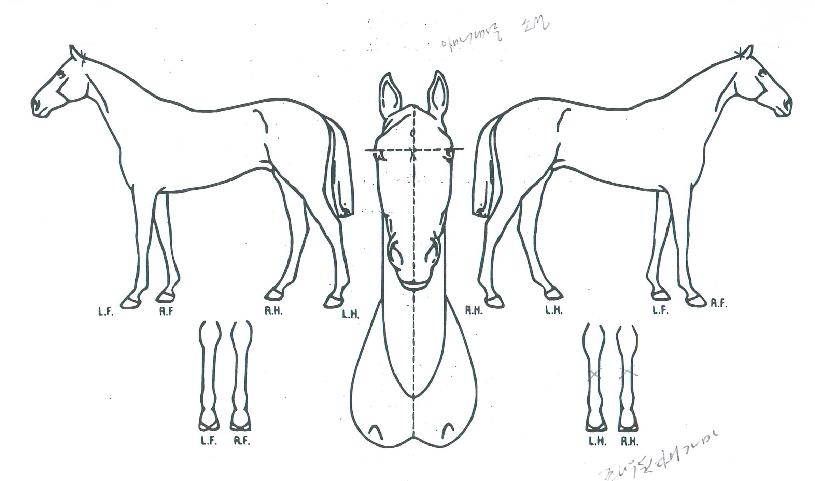 Àý´ëº´±âÀÇ Ãø¸é,¿ì¸é,µÞ¸é,µÎ»ó,´Ù¸®ÀÇ Æ¯Â¡µµÇØ