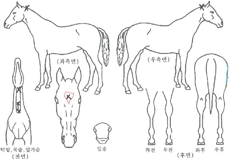 µ·³ª±¸½ºÄ«ÀÇ Ãø¸é,¿ì¸é,µÞ¸é,µÎ»ó,´Ù¸®ÀÇ Æ¯Â¡µµÇØ