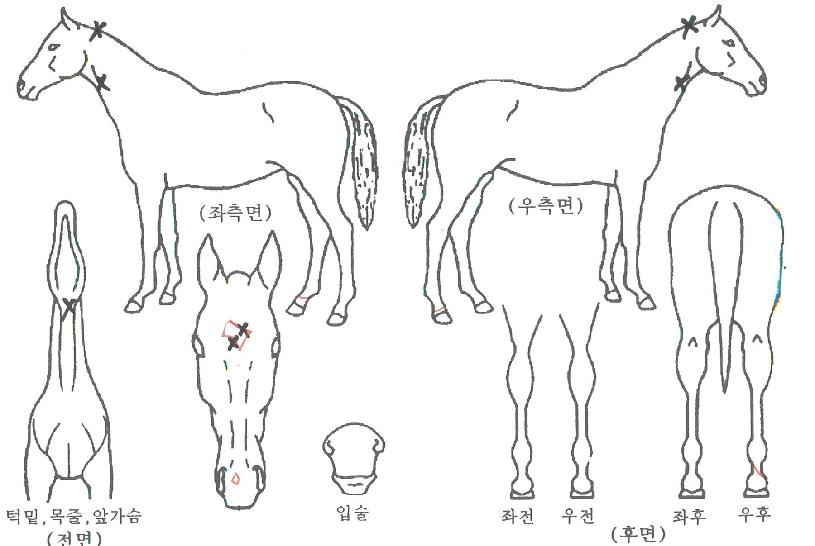 ·ÎŸÄÚ½ºÅ¸ÀÇ Ãø¸é,¿ì¸é,µÞ¸é,µÎ»ó,´Ù¸®ÀÇ Æ¯Â¡µµÇØ
