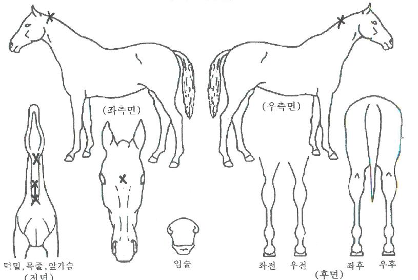 Ŭ¸®¾î¾îÅÛÇÁÆ®ÀÇ Ãø¸é,¿ì¸é,µÞ¸é,µÎ»ó,´Ù¸®ÀÇ Æ¯Â¡µµÇØ