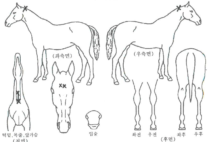 ¾î¸ÞÀÌ¡¼ÇÁ¶óÀÌÀÇ Ãø¸é,¿ì¸é,µÞ¸é,µÎ»ó,´Ù¸®ÀÇ Æ¯Â¡µµÇØ