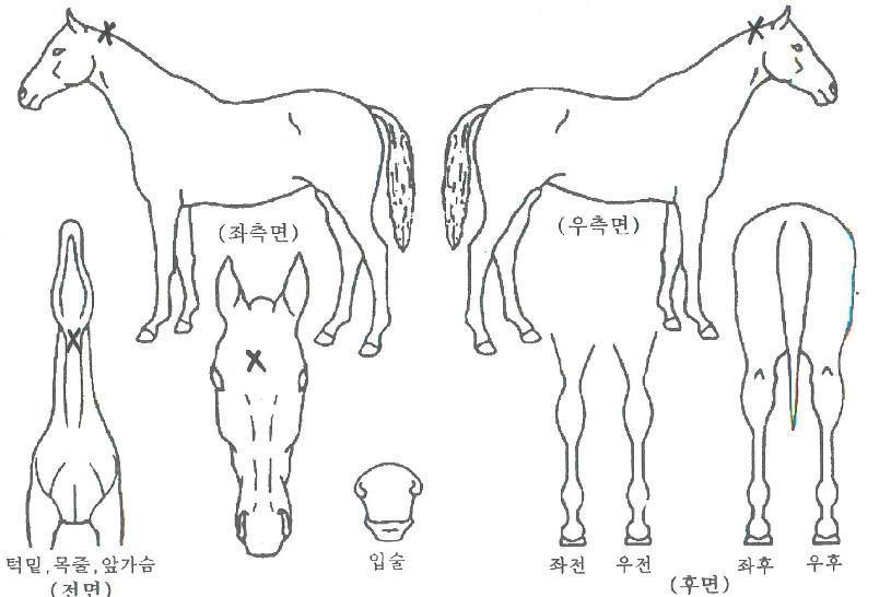 ���������� ����,���,�޸�,�λ�,�ٸ��� Ư¡����