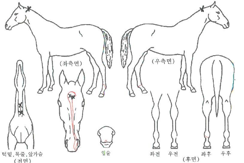 ÄÁÅ×¼Áî¸ð¸àÆ®ÀÇ Ãø¸é,¿ì¸é,µÞ¸é,µÎ»ó,´Ù¸®ÀÇ Æ¯Â¡µµÇØ
