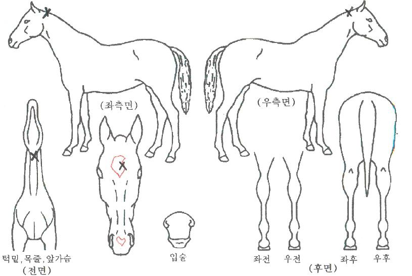 µð¹ÙÀνŵðÀÇ Ãø¸é,¿ì¸é,µÞ¸é,µÎ»ó,´Ù¸®ÀÇ Æ¯Â¡µµÇØ