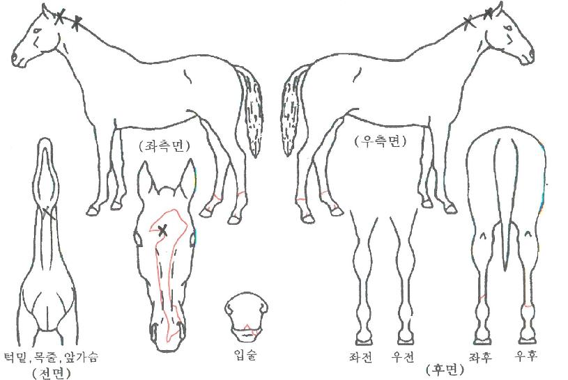 �ű״��Ǽ��̹����� ����,���,�޸�,�λ�,�ٸ��� Ư¡����