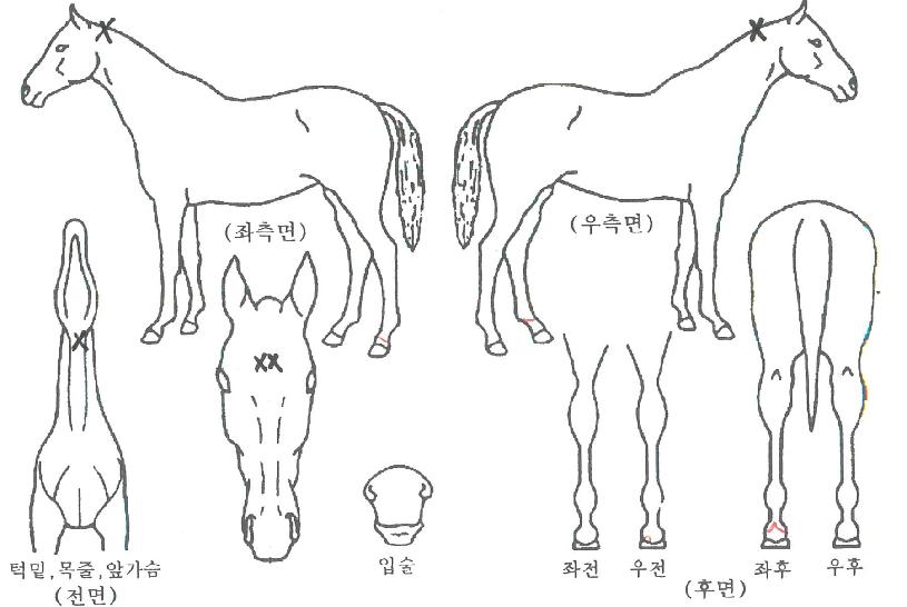 ½Ç¹öºí·Î¼¶ÀÇ Ãø¸é,¿ì¸é,µÞ¸é,µÎ»ó,´Ù¸®ÀÇ Æ¯Â¡µµÇØ