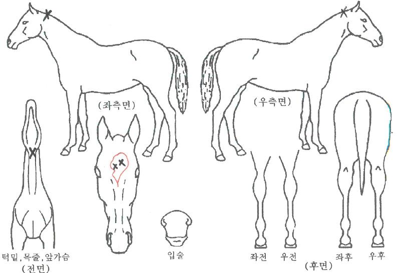 Ȧ���������� ����,���,�޸�,�λ�,�ٸ��� Ư¡����