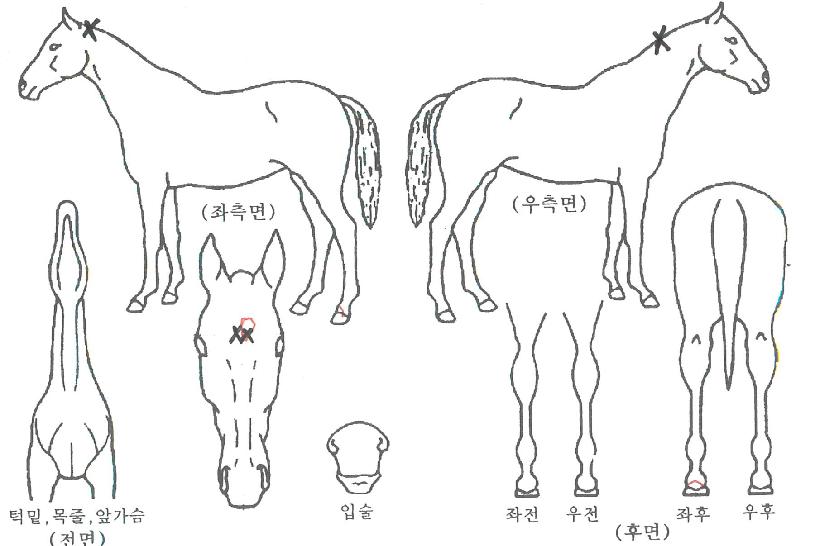 ÀÚÄ«¶õ´ÙÁ¦ÀÎÀÇ Ãø¸é,¿ì¸é,µÞ¸é,µÎ»ó,´Ù¸®ÀÇ Æ¯Â¡µµÇØ