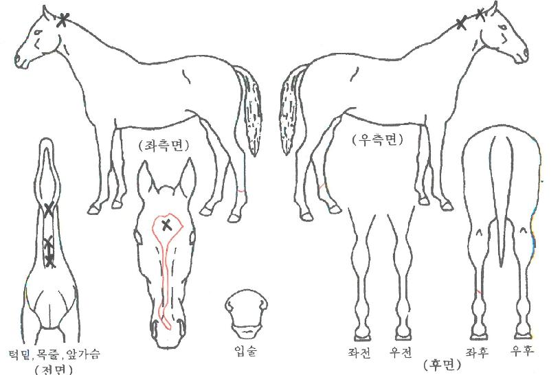 ¼î¿ì¹Ì¾î°ÔÀÎÀÇ Ãø¸é,¿ì¸é,µÞ¸é,µÎ»ó,´Ù¸®ÀÇ Æ¯Â¡µµÇØ