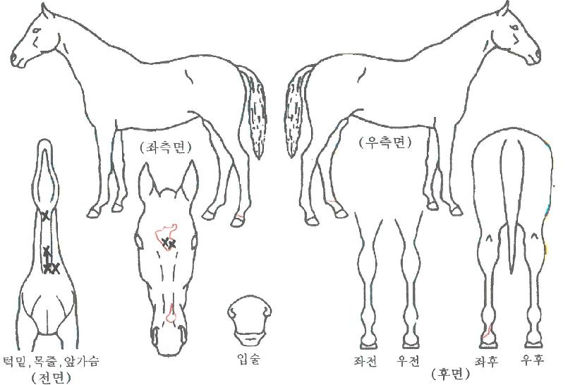 µ·½ºÇÇÄ¡ÀÇ Ãø¸é,¿ì¸é,µÞ¸é,µÎ»ó,´Ù¸®ÀÇ Æ¯Â¡µµÇØ