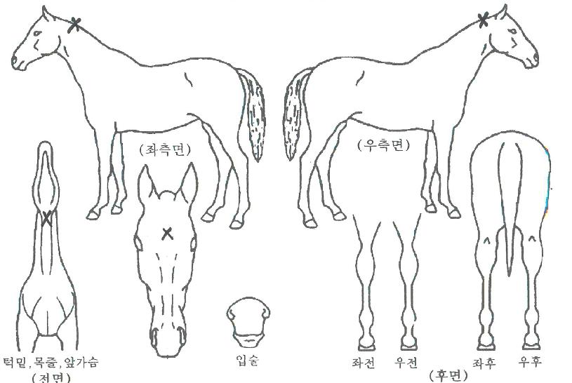 ºò½´ÁîÀÇ Ãø¸é,¿ì¸é,µÞ¸é,µÎ»ó,´Ù¸®ÀÇ Æ¯Â¡µµÇØ
