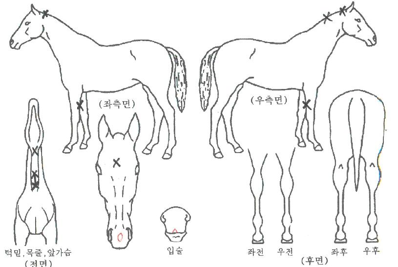 ¿ø±ÂºÏÀÇ Ãø¸é,¿ì¸é,µÞ¸é,µÎ»ó,´Ù¸®ÀÇ Æ¯Â¡µµÇØ