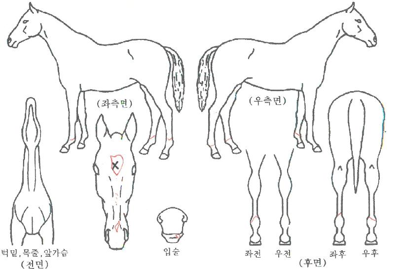 ¿¡½ºÅ°¸ðÁ½ºÆ®ÀÇ Ãø¸é,¿ì¸é,µÞ¸é,µÎ»ó,´Ù¸®ÀÇ Æ¯Â¡µµÇØ