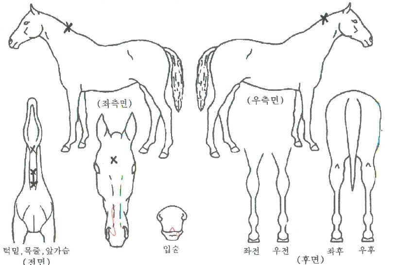 ���̹������� ����,���,�޸�,�λ�,�ٸ��� Ư¡����