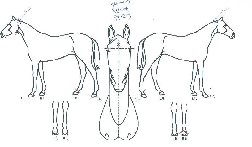 ·¹¸óºí·Î¼¶ÀÇ Ãø¸é,¿ì¸é,µÞ¸é,µÎ»ó,´Ù¸®ÀÇ Æ¯Â¡µµÇØ