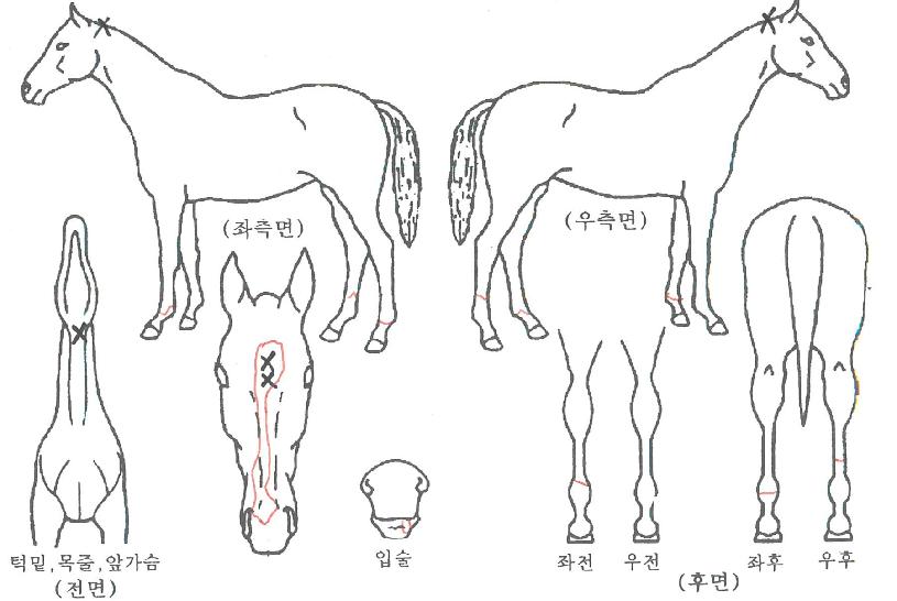 ¼¸Ó·Î¸Ç½ºÀÇ Ãø¸é,¿ì¸é,µÞ¸é,µÎ»ó,´Ù¸®ÀÇ Æ¯Â¡µµÇØ