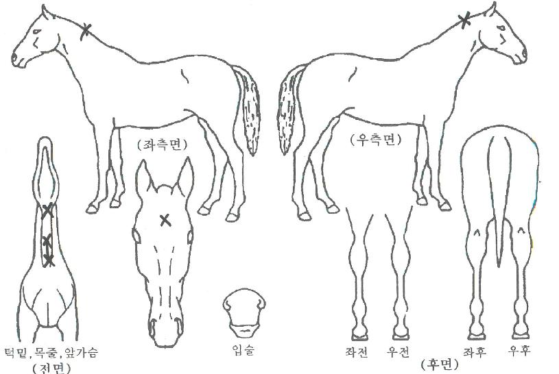 Àεð¾ð¸±¸®ÀÇ Ãø¸é,¿ì¸é,µÞ¸é,µÎ»ó,´Ù¸®ÀÇ Æ¯Â¡µµÇØ