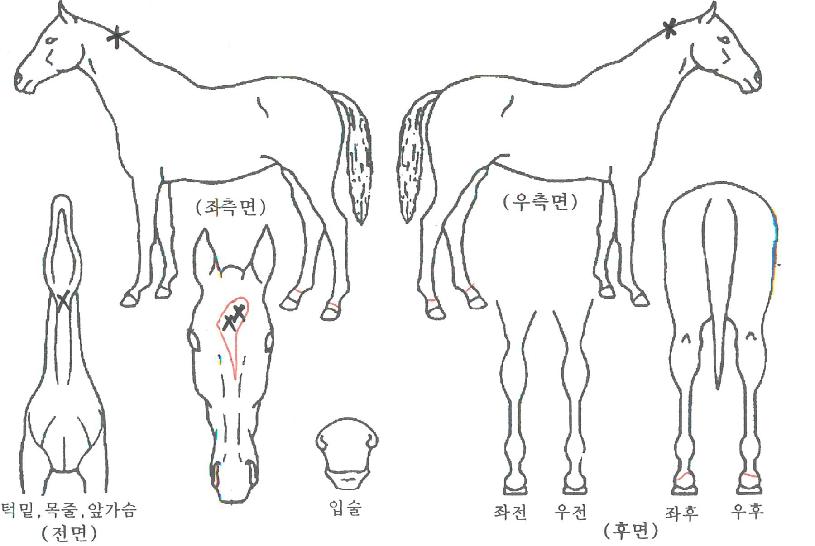 ¿þ¾îµðµå½¬°íÀÇ Ãø¸é,¿ì¸é,µÞ¸é,µÎ»ó,´Ù¸®ÀÇ Æ¯Â¡µµÇØ