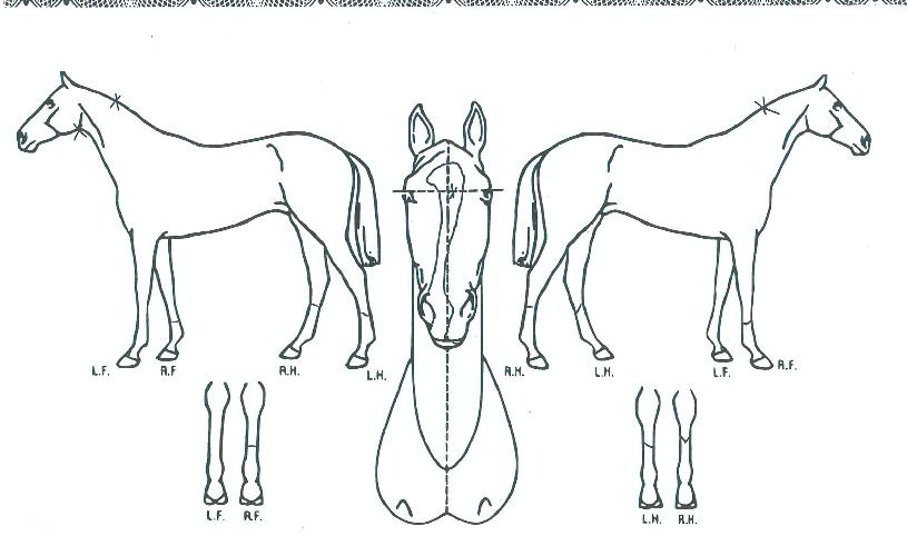 ���̲޳����� ����,���,�޸�,�λ�,�ٸ��� Ư¡����