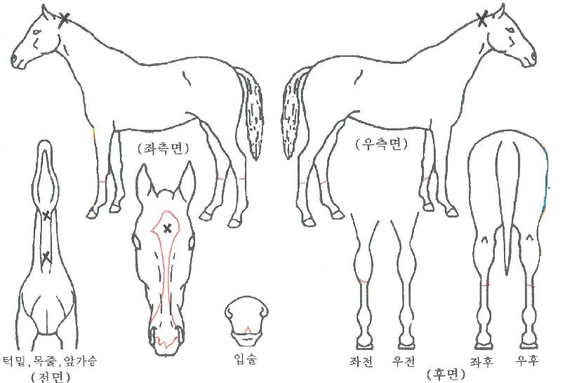 °É½ºÆÞ½ºÀÇ Ãø¸é,¿ì¸é,µÞ¸é,µÎ»ó,´Ù¸®ÀÇ Æ¯Â¡µµÇØ