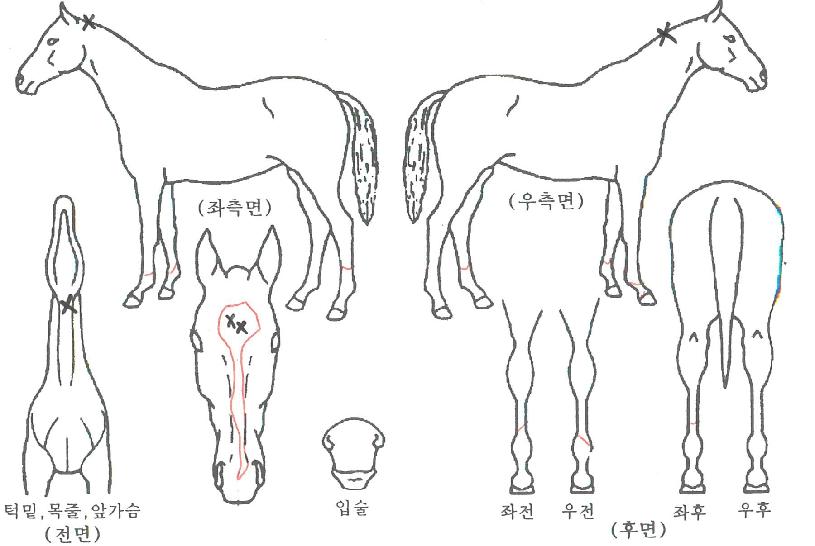 ����ġ�� ����,���,�޸�,�λ�,�ٸ��� Ư¡����