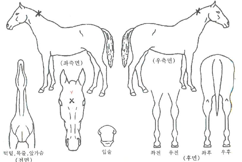 �ÿ������¼��� ����,���,�޸�,�λ�,�ٸ��� Ư¡����