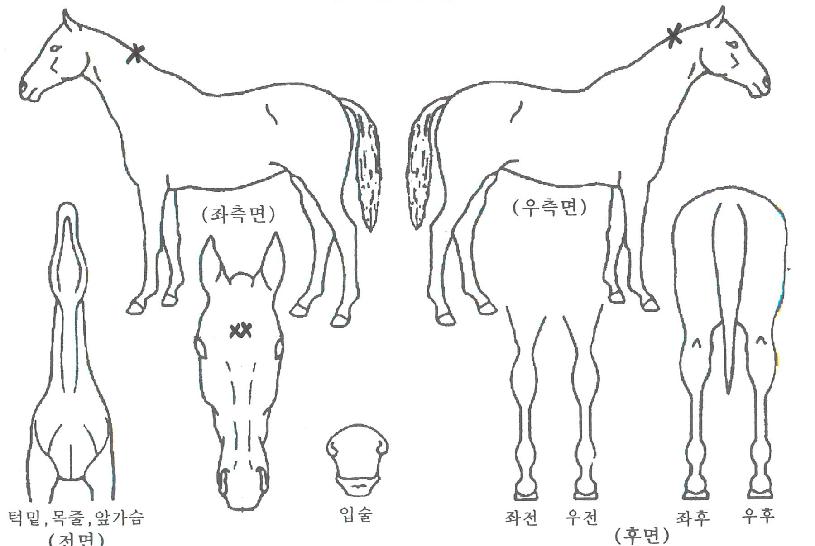 ¾çŰÂüÀÇ Ãø¸é,¿ì¸é,µÞ¸é,µÎ»ó,´Ù¸®ÀÇ Æ¯Â¡µµÇØ