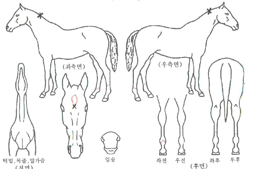 ¹öŬ¸®¹öµåÀÇ Ãø¸é,¿ì¸é,µÞ¸é,µÎ»ó,´Ù¸®ÀÇ Æ¯Â¡µµÇØ