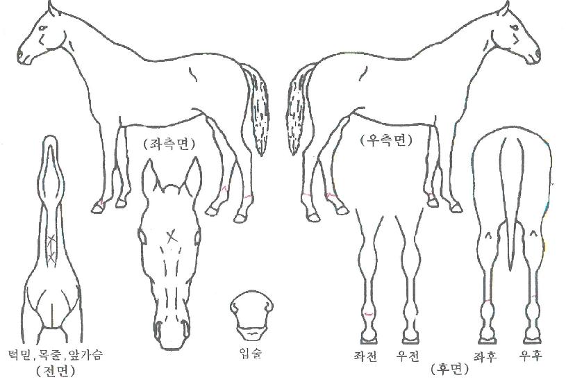 °ÉÀνºÅ¸ÀÏÀÚ¸¶ÀÇ Ãø¸é,¿ì¸é,µÞ¸é,µÎ»ó,´Ù¸®ÀÇ Æ¯Â¡µµÇØ
