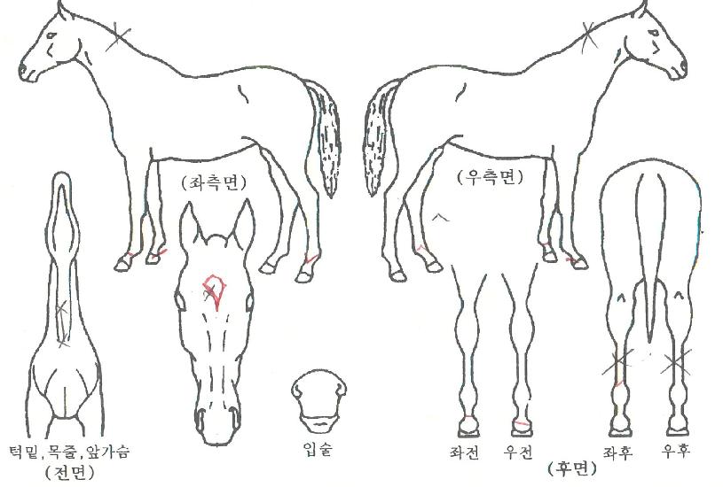 �������Ŀ��� ����,���,�޸�,�λ�,�ٸ��� Ư¡����