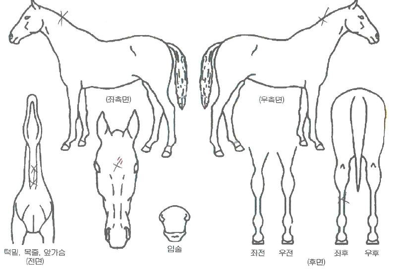 �±����� ����,���,�޸�,�λ�,�ٸ��� Ư¡����