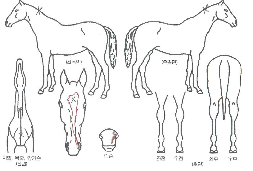 ���ָ��� ����,���,�޸�,�λ�,�ٸ��� Ư¡����