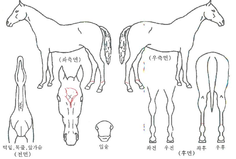 Å·¶óÀ̾ðÀÇ Ãø¸é,¿ì¸é,µÞ¸é,µÎ»ó,´Ù¸®ÀÇ Æ¯Â¡µµÇØ