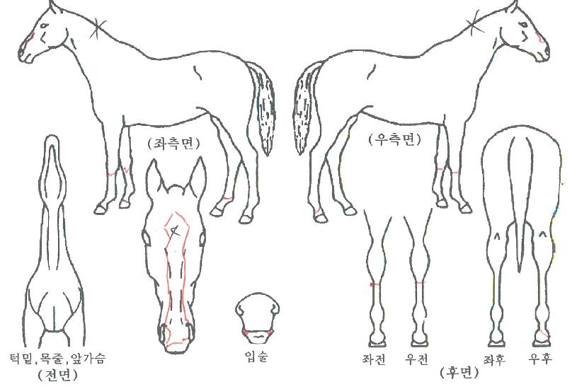 ´Ù·¡¶ûÀÇ Ãø¸é,¿ì¸é,µÞ¸é,µÎ»ó,´Ù¸®ÀÇ Æ¯Â¡µµÇØ