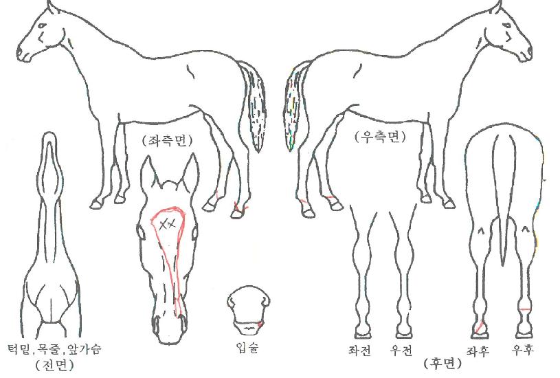 �ӷ���� ����,���,�޸�,�λ�,�ٸ��� Ư¡����