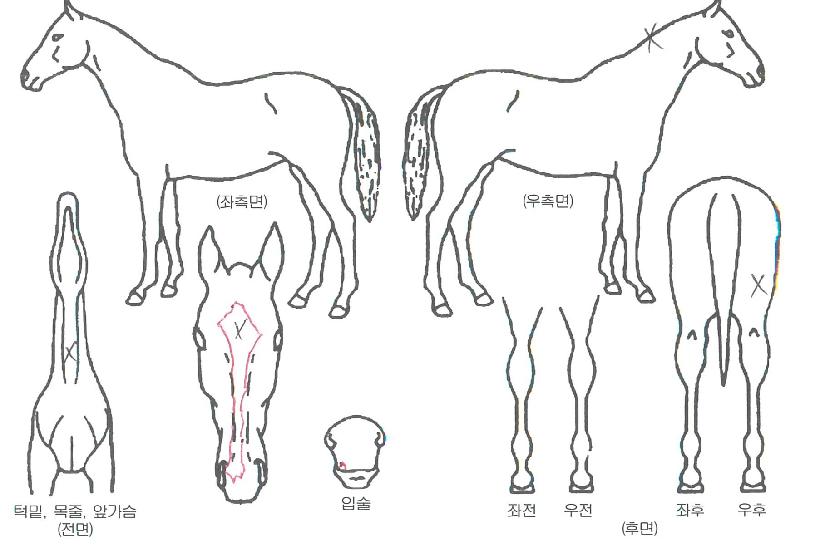 ���Ǽ��������� ����,���,�޸�,�λ�,�ٸ��� Ư¡����