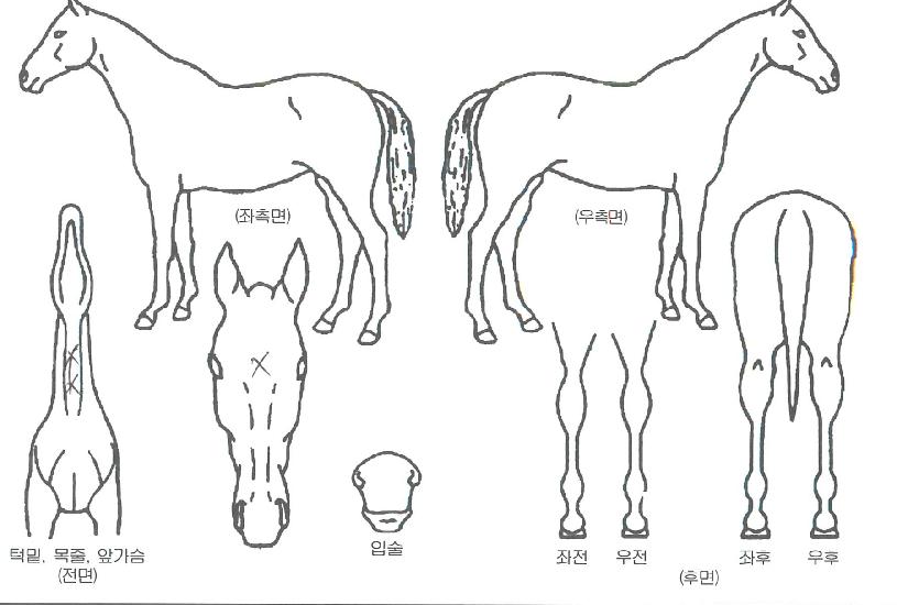 ���̾˸����� ����,���,�޸�,�λ�,�ٸ��� Ư¡����