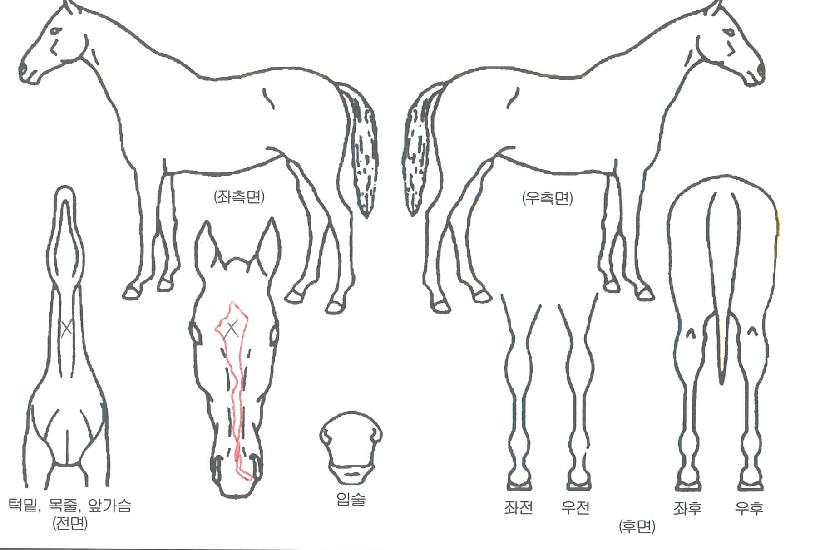 ¿ø´õ¿ùÀÇ Ãø¸é,¿ì¸é,µÞ¸é,µÎ»ó,´Ù¸®ÀÇ Æ¯Â¡µµÇØ