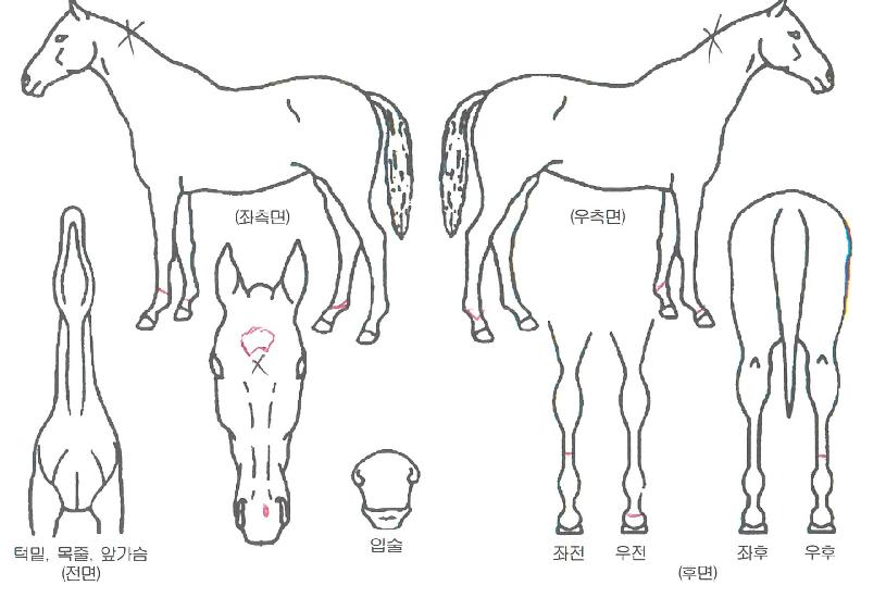 �귣���� ����,���,�޸�,�λ�,�ٸ��� Ư¡����