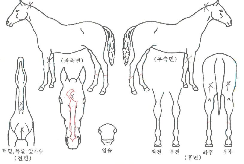 ������������ ����,���,�޸�,�λ�,�ٸ��� Ư¡����