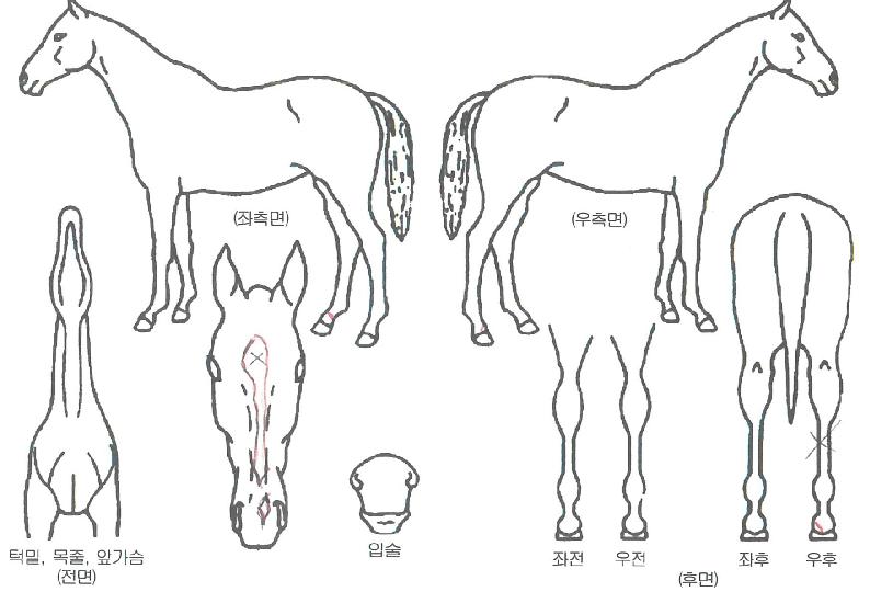 ������������ ����,���,�޸�,�λ�,�ٸ��� Ư¡����