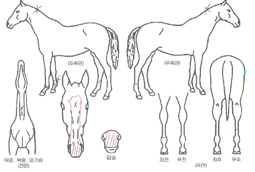 ºÒ¸êÀǸ¶¸³°£ÀÇ Ãø¸é,¿ì¸é,µÞ¸é,µÎ»ó,´Ù¸®ÀÇ Æ¯Â¡µµÇØ