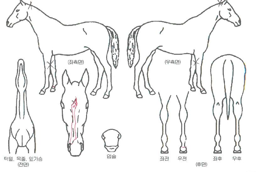 ÇູÇÑÁúÁÖÀÇ Ãø¸é,¿ì¸é,µÞ¸é,µÎ»ó,´Ù¸®ÀÇ Æ¯Â¡µµÇØ