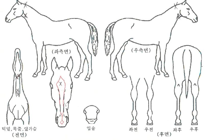 ������ڸ��� ����,���,�޸�,�λ�,�ٸ��� Ư¡����