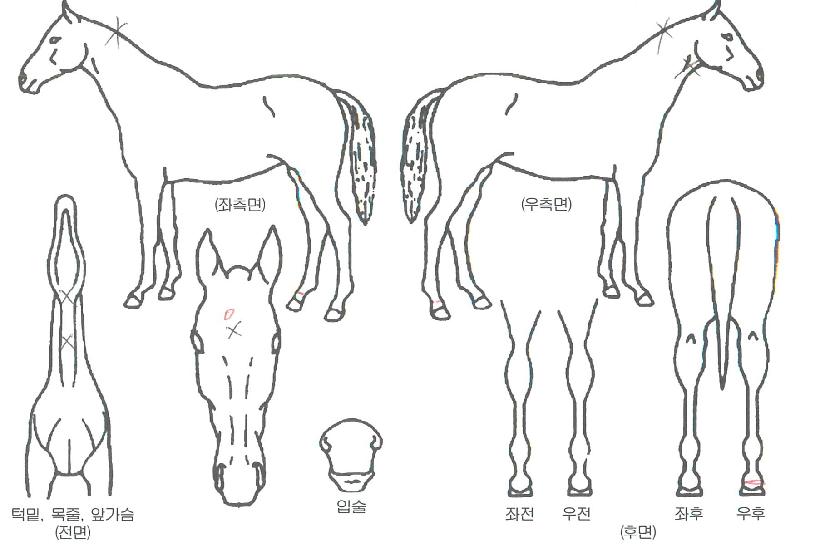 º£½ºÆ®¾Ë¸®´ÙÀÇ Ãø¸é,¿ì¸é,µÞ¸é,µÎ»ó,´Ù¸®ÀÇ Æ¯Â¡µµÇØ