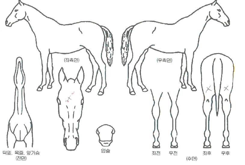 Ʈ�������� ����,���,�޸�,�λ�,�ٸ��� Ư¡����