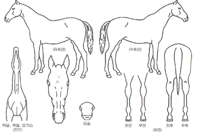 ������� ����,���,�޸�,�λ�,�ٸ��� Ư¡����