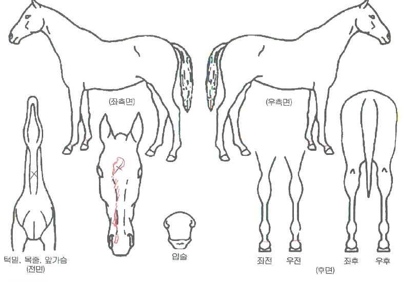 Ƽ¾Æ¶óÀÇ Ãø¸é,¿ì¸é,µÞ¸é,µÎ»ó,´Ù¸®ÀÇ Æ¯Â¡µµÇØ