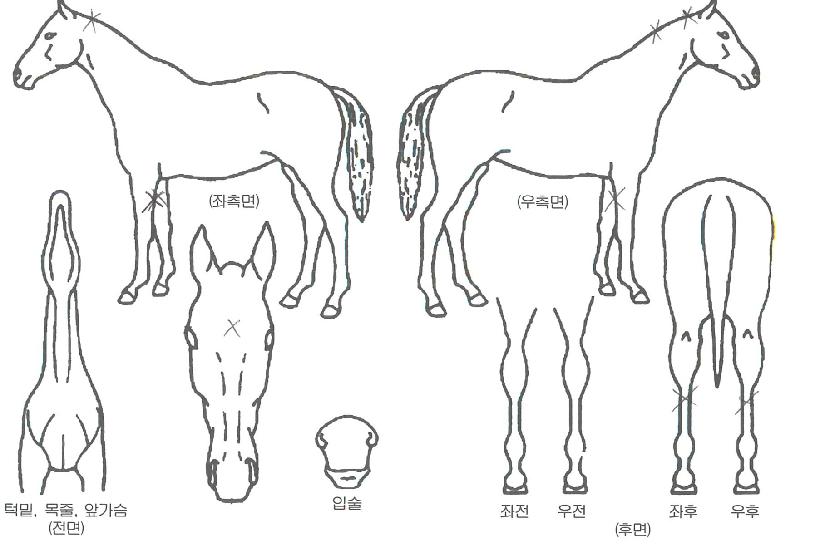 ÆÄÅ©¸ÇÀÇ Ãø¸é,¿ì¸é,µÞ¸é,µÎ»ó,´Ù¸®ÀÇ Æ¯Â¡µµÇØ